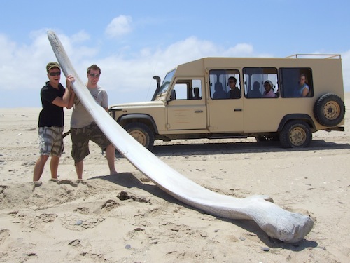 Whale bone on the Skeleton Coast