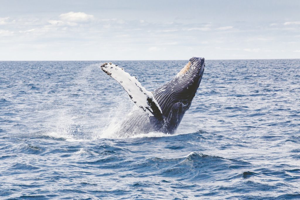 humpback-whale-1209297_1920